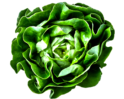 Nutrition - Lettuce